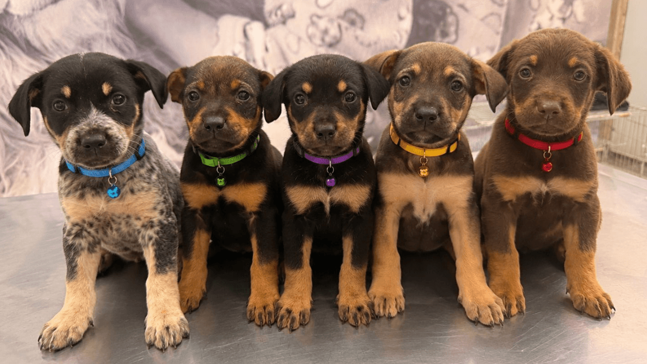 Bem-Estar Animal promove ações para os pets neste mês de julho