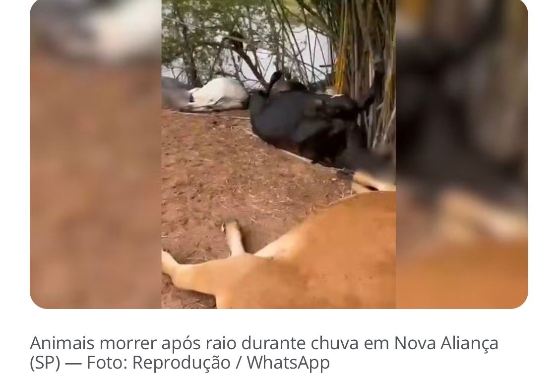 Animais morrem após serem atingidos por raio durante chuva em propriedade rural de Nova Aliança