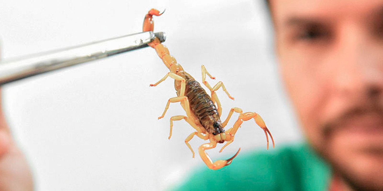 Alerta Nacional: Crianças são mais vulneráveis a envenenamento por picada de escorpião, exigindo atenção urgente