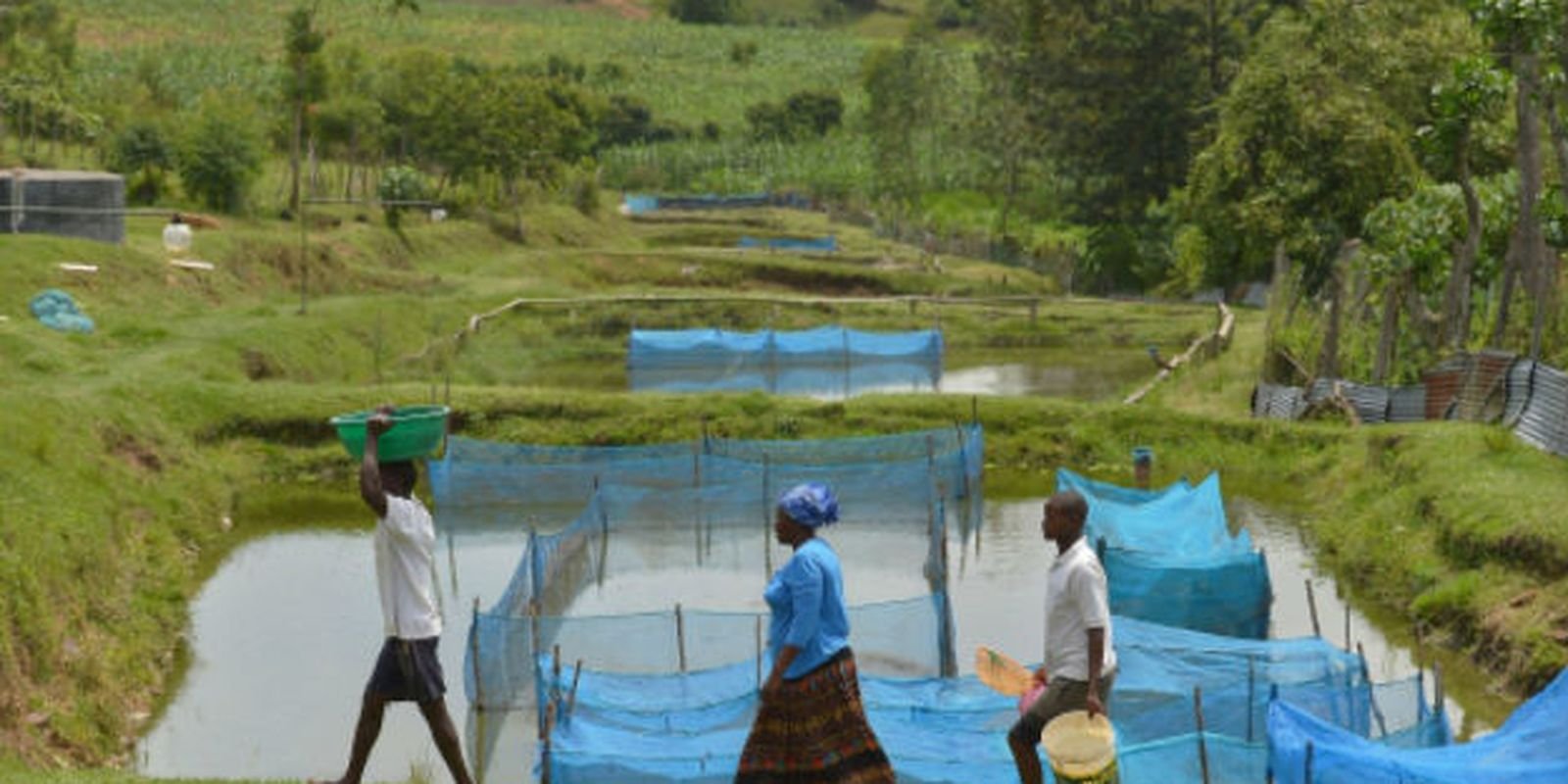 Ameaça invisível: estudo inédito detecta avanço de bactéria devastadora em criações de peixes no Brasil
