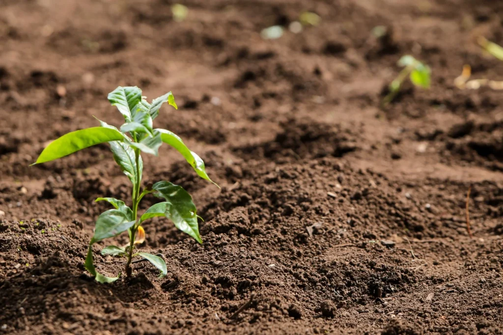 Saiba os cuidados no cultivo de hortaliças e frutas no inverno