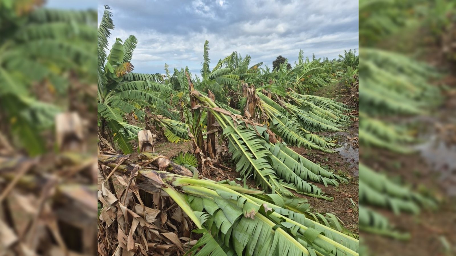 Chuva causa estragos e prejuízos a produtores rurais em Cedral