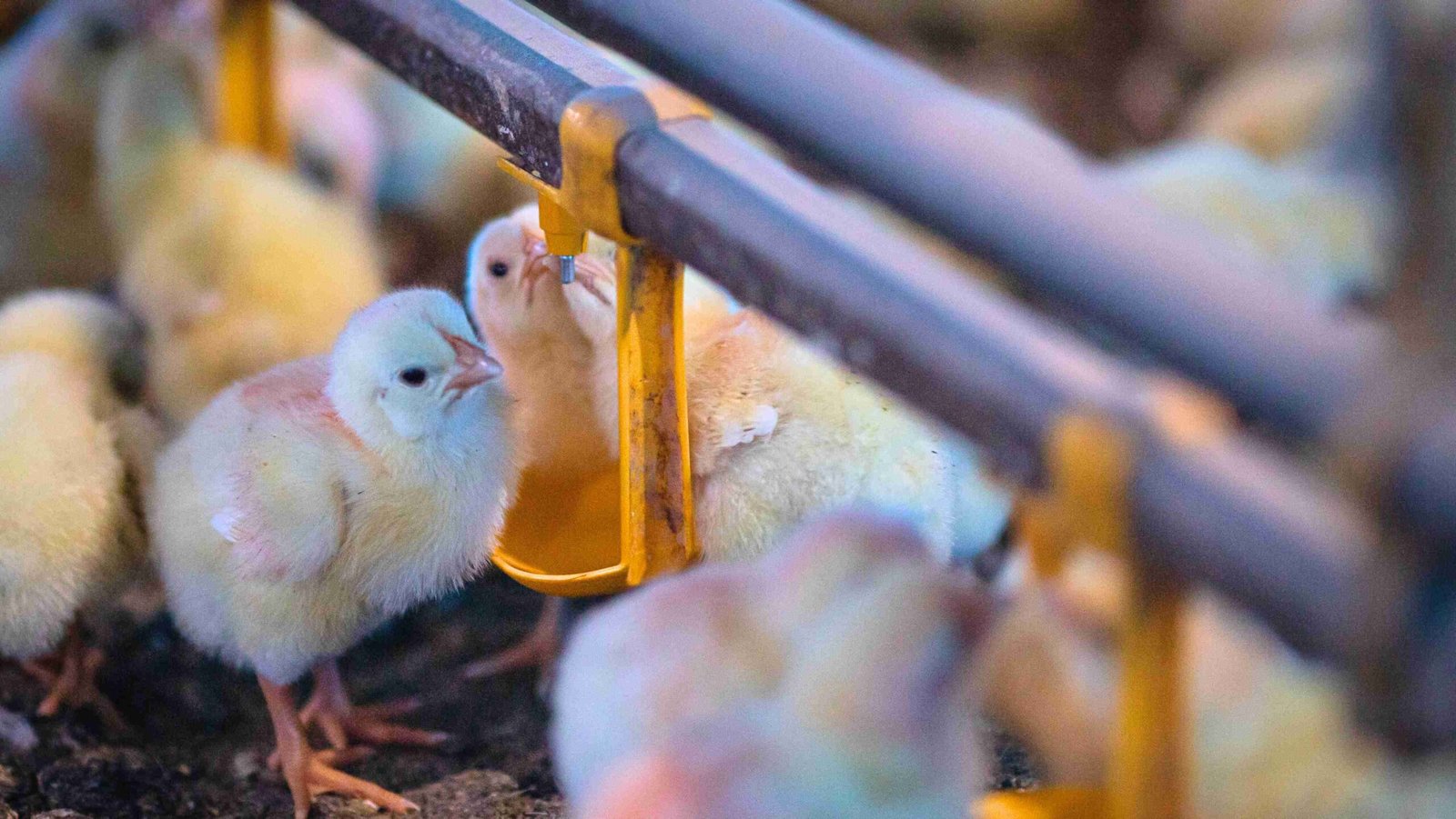 China passa de importadora a concorrente e ameaça frango brasileiro