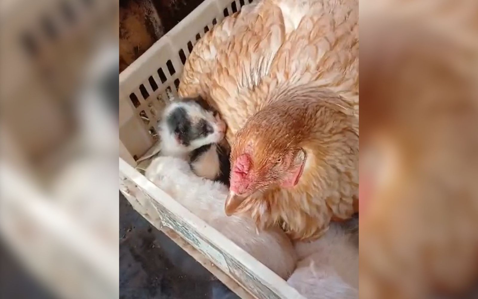 Veterinário se surpreende com ‘adoção’ de filhotes de gato por galinha em sítio em SP: ‘Primeira vez’