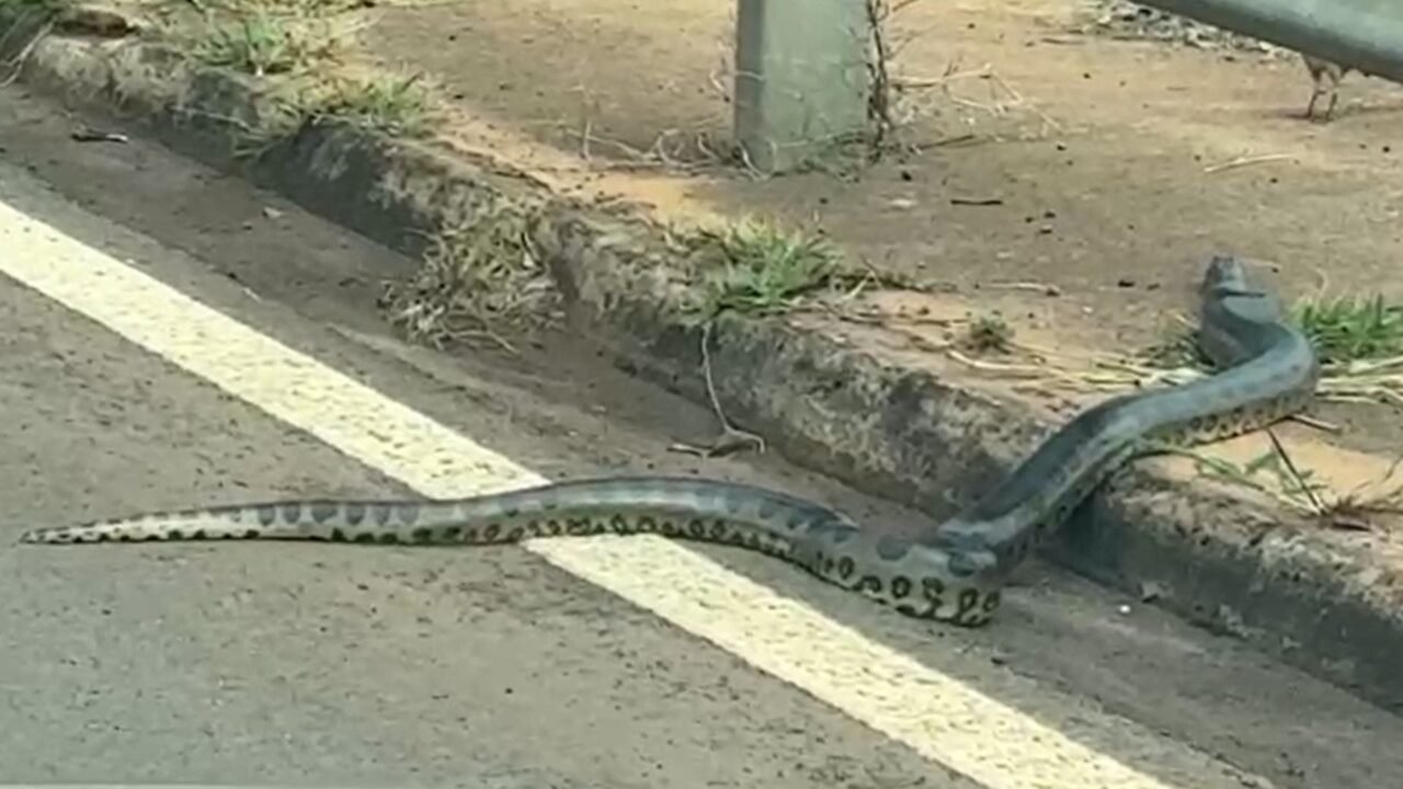 Sucuri é flagrada em área urbanizada no interior de SP; vídeo