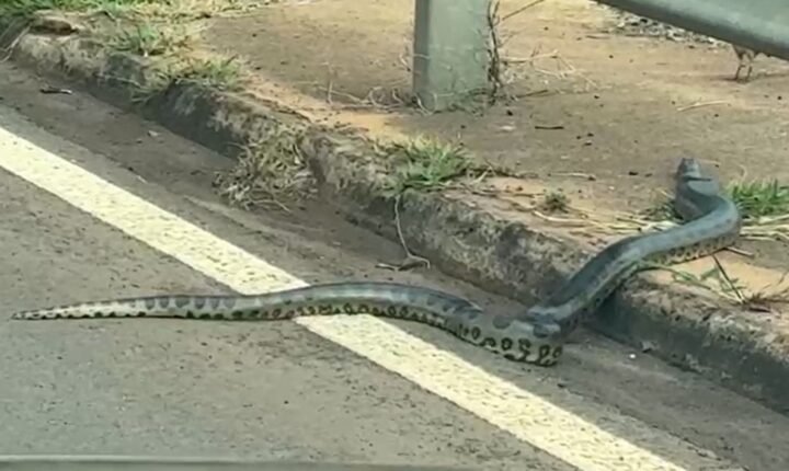 Sucuri é flagrada em área urbanizada no interior de SP; vídeo