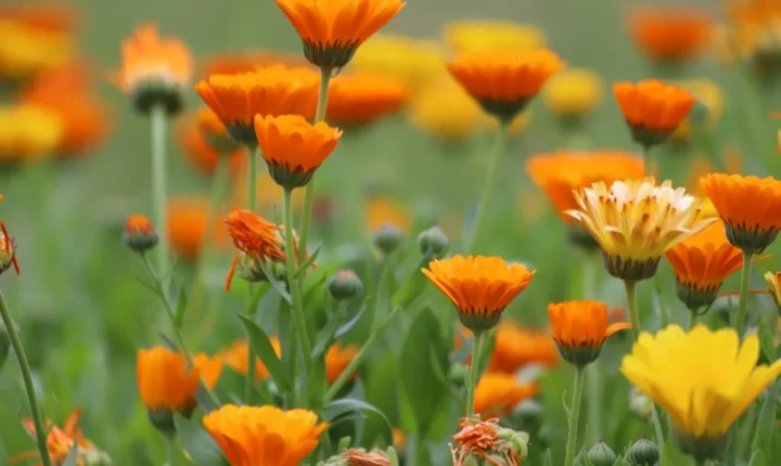 Bagaço de uva vira biofertilizante para o cultivo de flores comestíveis