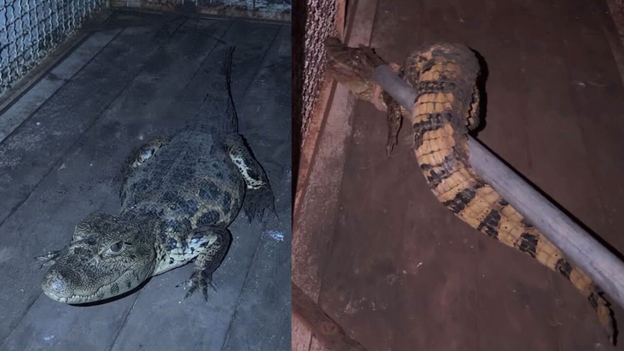 Jacaré é capturado em quintal de casa em Buritama; vídeo