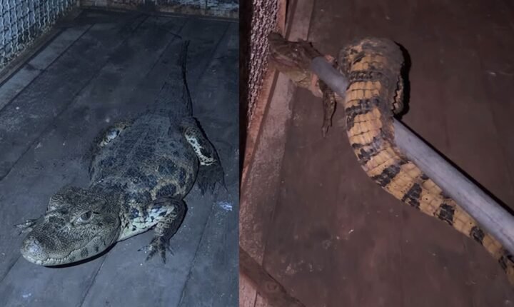 Jacaré é capturado em quintal de casa em Buritama; vídeo