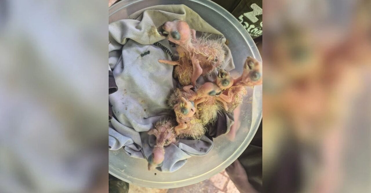 Filhotes de papagaio-verdadeiro são resgatados após serem anunciados para venda em aplicativo; vídeo