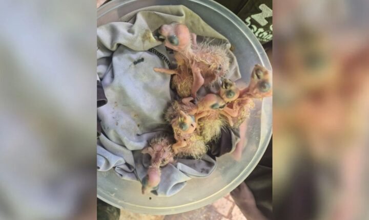 Filhotes de papagaio-verdadeiro são resgatados após serem anunciados para venda em aplicativo; vídeo