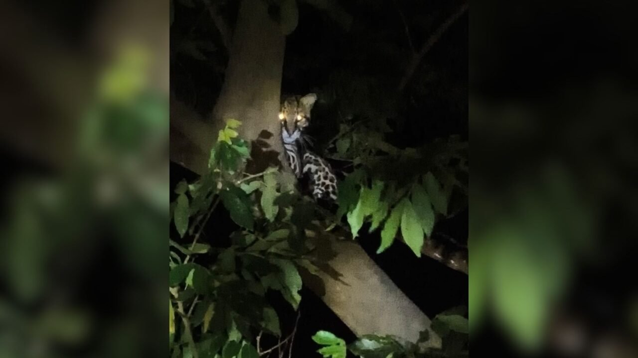 Jaguatirica é avistada em árvore de parque urbano da Represa de Rio Preto