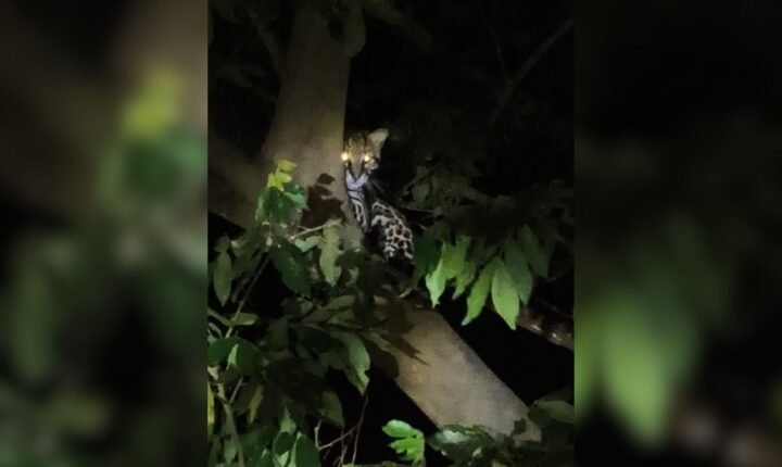 Jaguatirica é avistada em árvore de parque urbano da Represa de Rio Preto