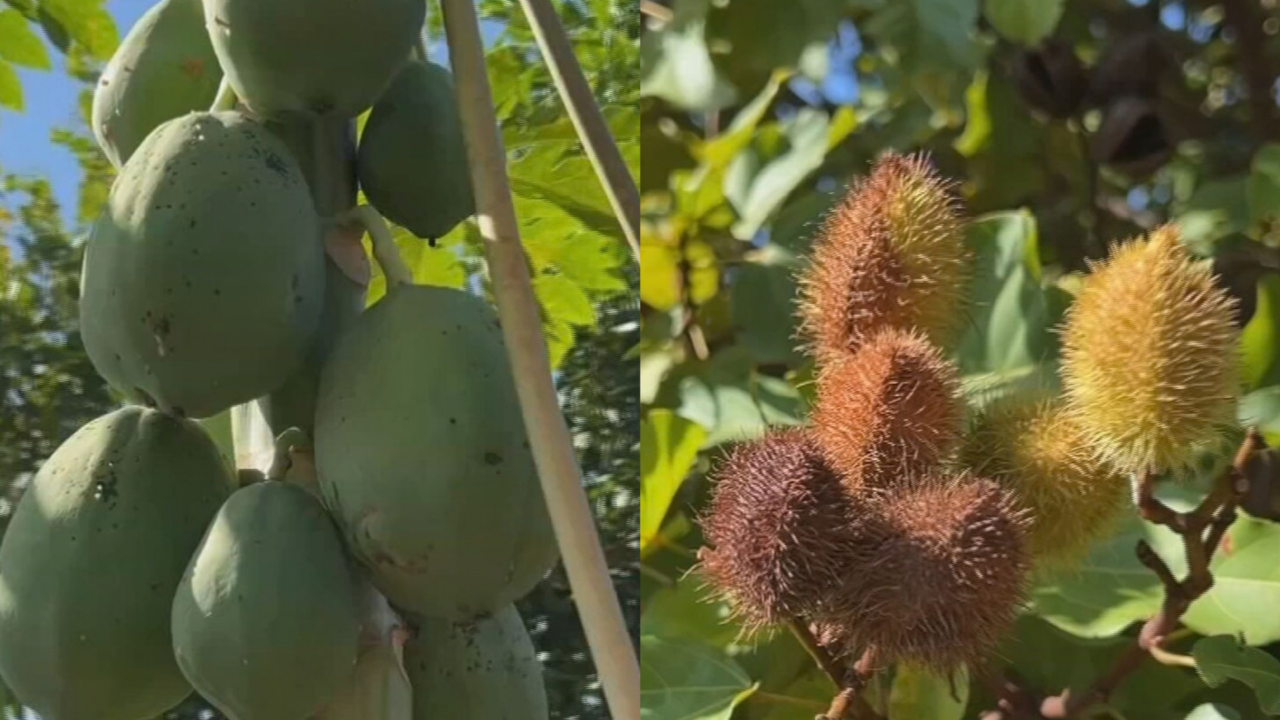 Dia da Árvore: morador cria pomar comunitário com mais de 30 espécies de árvores frutíferas