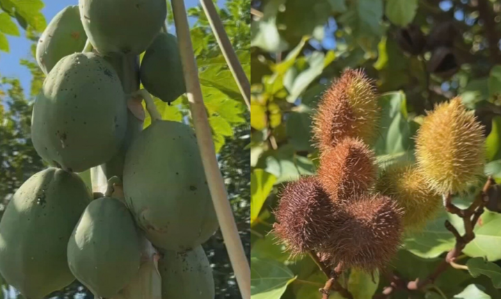 Dia da Árvore: morador cria pomar comunitário com mais de 30 espécies de árvores frutíferas