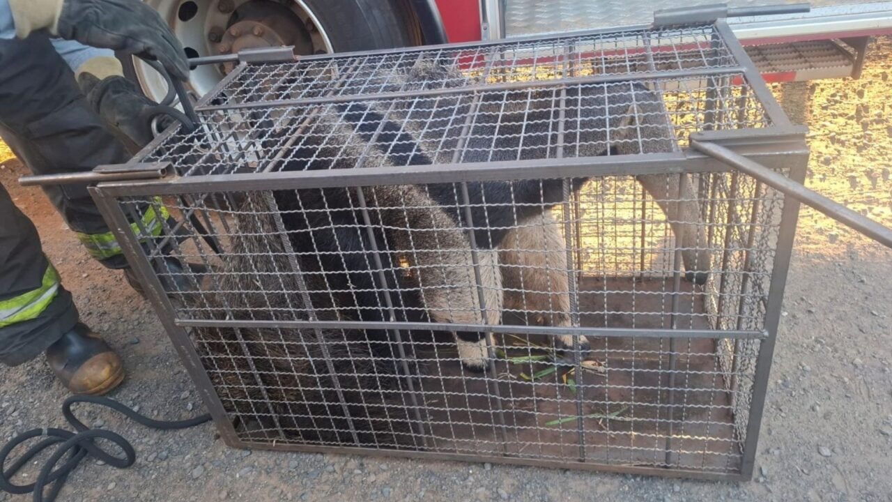 Tamanduá surpreende moradores em bairro de Jales e mobiliza resgate dos bombeiros