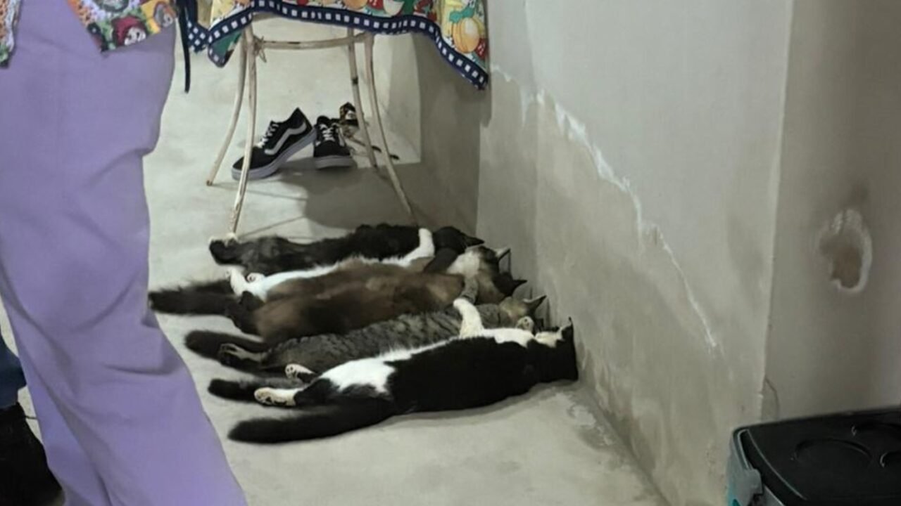 Sangue de gatos era vendido por até R$ 800 após coletas clandestinas no interior de SP, diz investigação