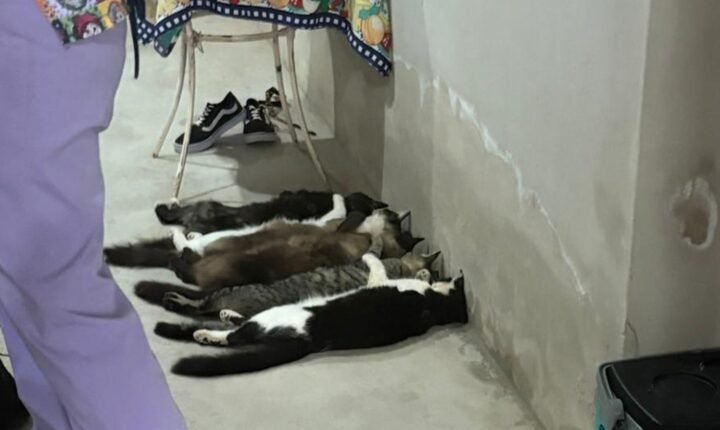 Sangue de gatos era vendido por até R$ 800 após coletas clandestinas no interior de SP, diz investigação