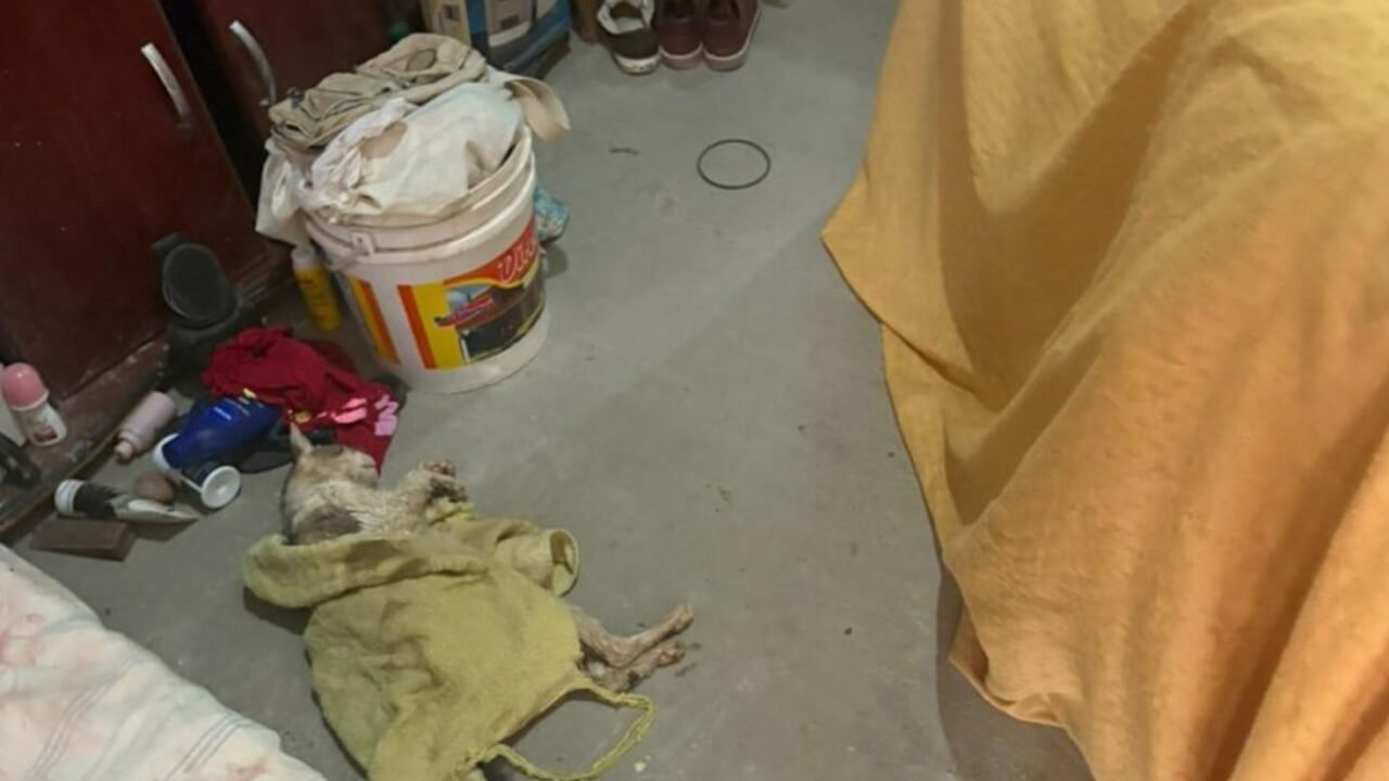 Advogado defende veterinária acusada no caso do sangue de gatos em Monte Alto, SP
