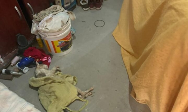 Advogado defende veterinária acusada no caso do sangue de gatos em Monte Alto, SP