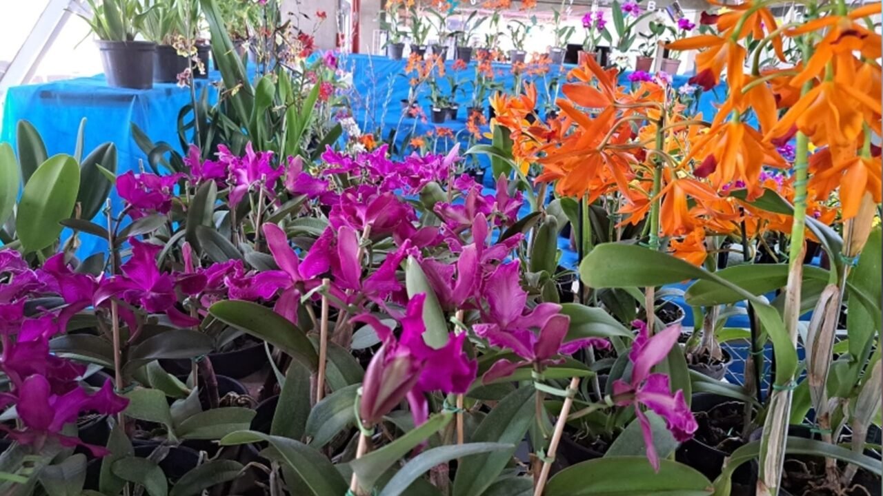 Queridinha no lar dos brasileiros: especialista dá dicas de como cuidar de orquídeas em casa