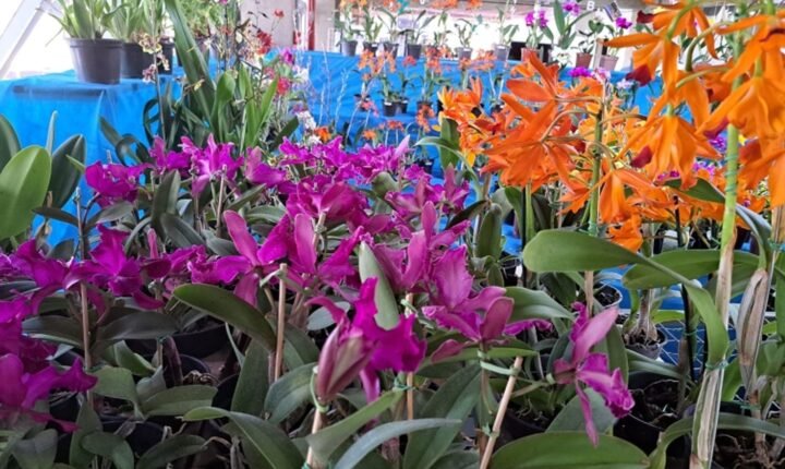 Queridinha no lar dos brasileiros: especialista dá dicas de como cuidar de orquídeas em casa