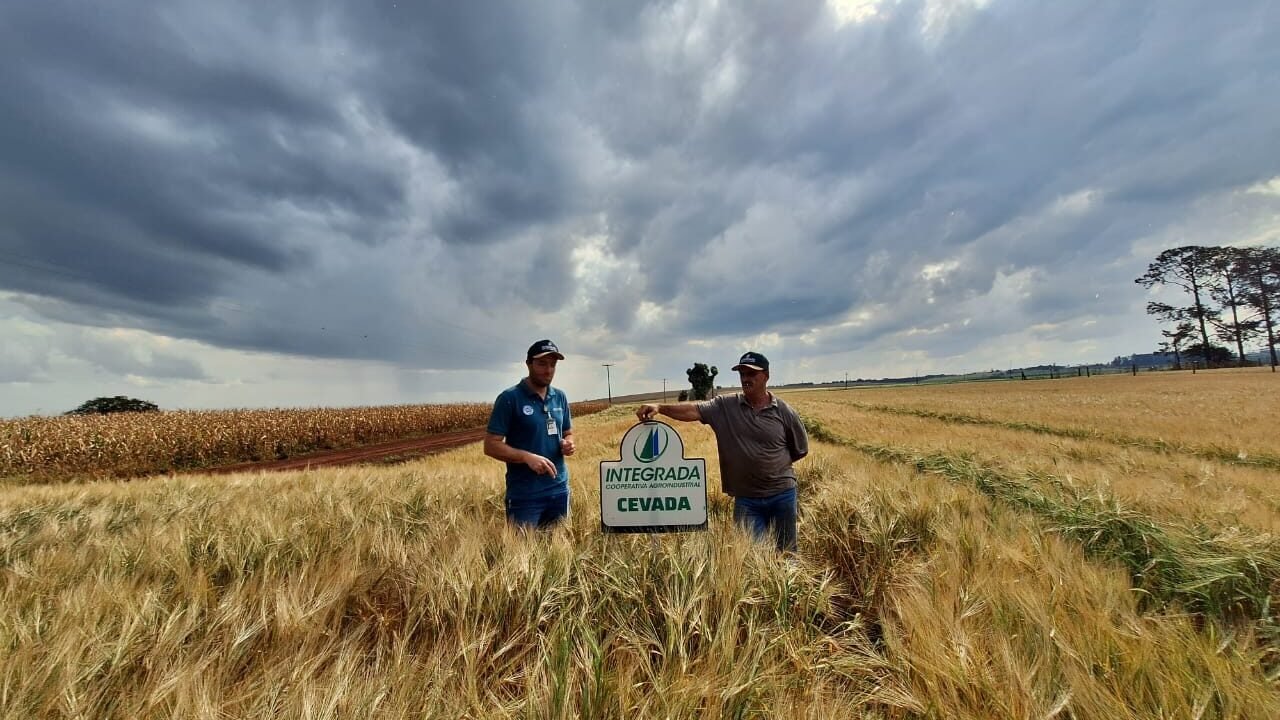 Cooperativas brasileiras investem na produção de cevada para reduzir importação