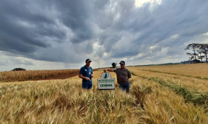 Cooperativas brasileiras investem na produção de cevada para reduzir importação