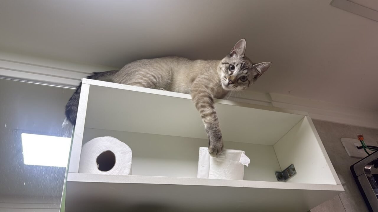 ‘Supino Miguel’, ‘Praliné’ e ‘Juma Elena’: escolha do nome pode afetar o comportamento de pets; entenda