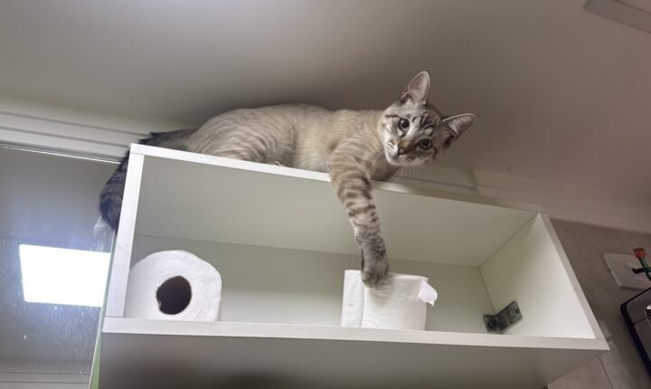 ‘Supino Miguel’, ‘Praliné’ e ‘Juma Elena’: escolha do nome pode afetar o comportamento de pets; entenda