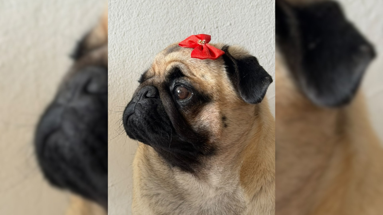 Pugzinha troca petiscos por mamão e banana e viraliza com vídeos de conscientização sobre saúde animal