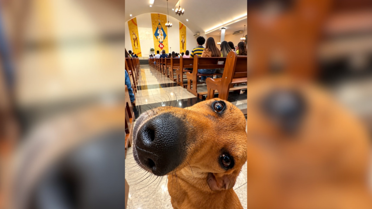 ‘Cãotólico’: cachorro caramelo ‘assiste’ a missa em igreja e viraliza na internet