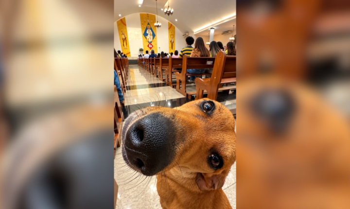 ‘Cãotólico’: cachorro caramelo ‘assiste’ a missa em igreja e viraliza na internet