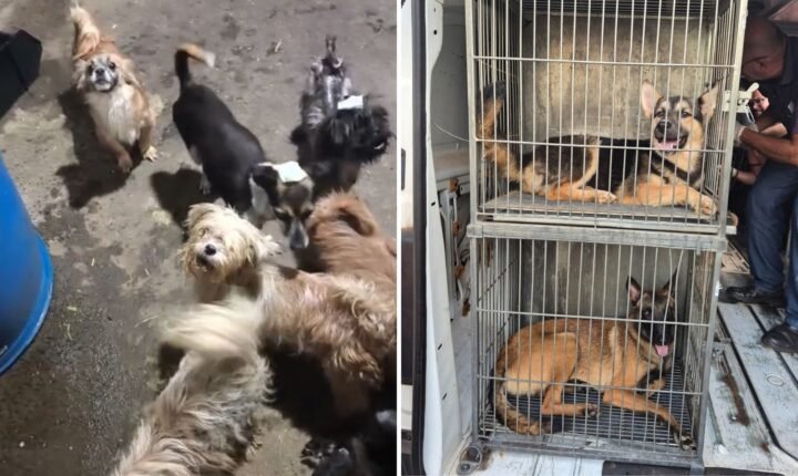 Denúncia de mulher que procurava cão perdido leva polícia a encontrar 70 animais em situação de maus-tratos