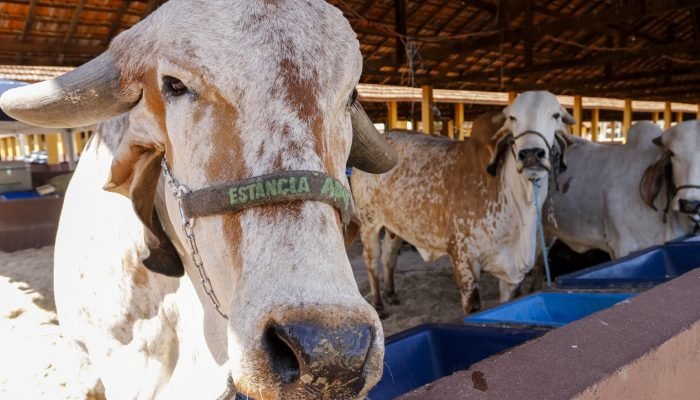 Expo_Rio_Preto_2025_Chegada_de_Animais_f9852bab3b