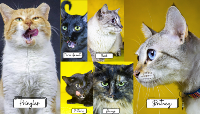 arte-gatos-768x432