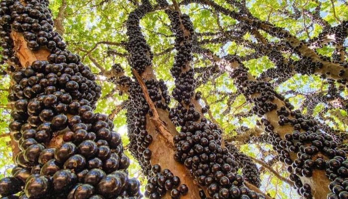 Hidrolândia transforma a jabuticaba em símbolo de tradição, economia e turismo, projetando Go...